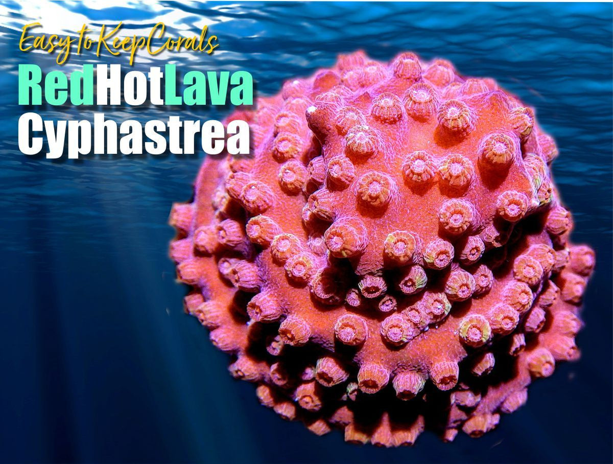 Red Hot Lava Cyphastrea