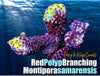 Red Polyp Branching Montipora samarensis