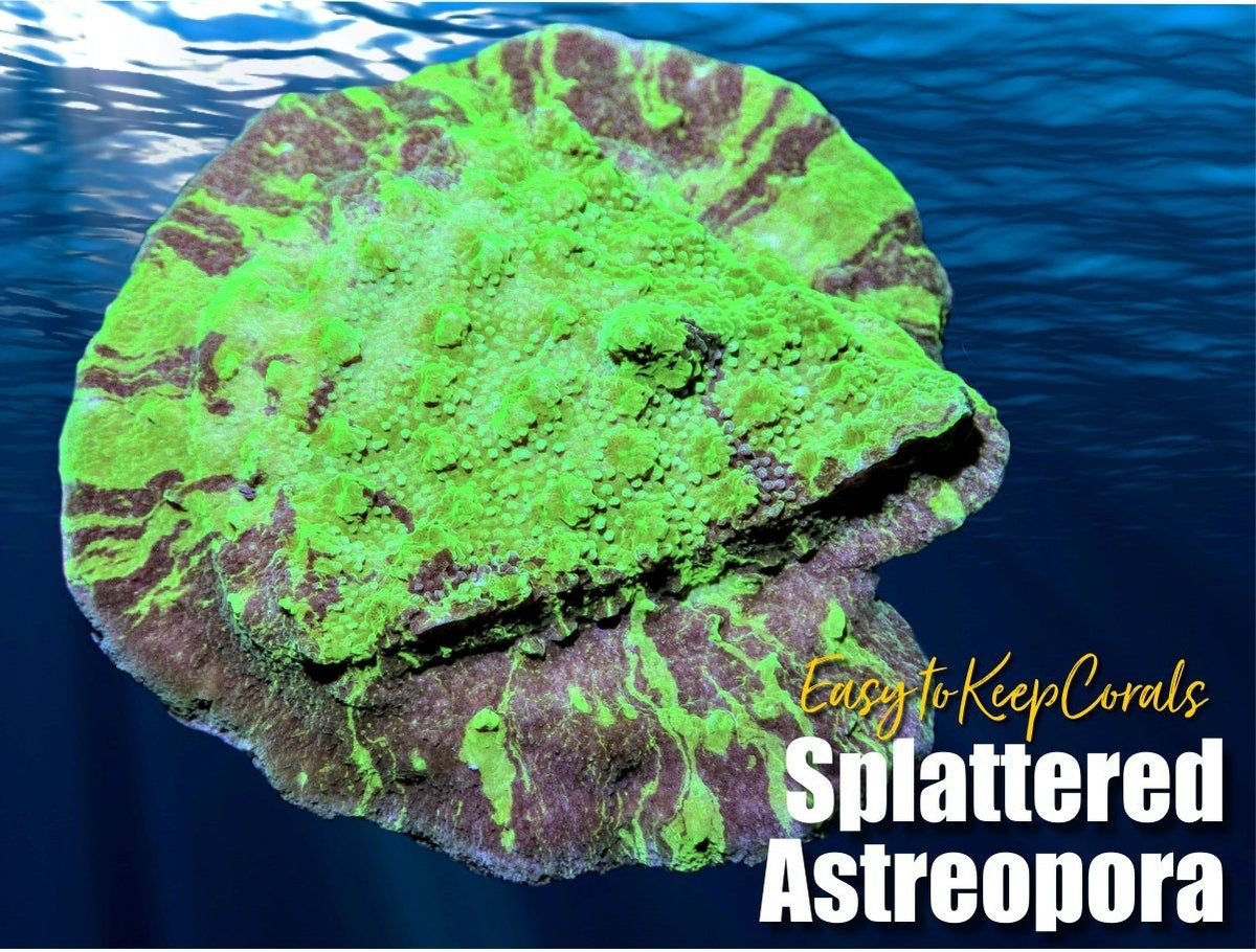 Splattered Astreopora
