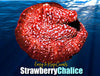 Strawberry Chalice
