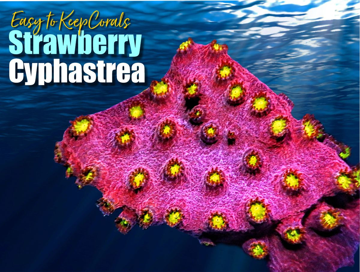 Strawberry Cyphastrea