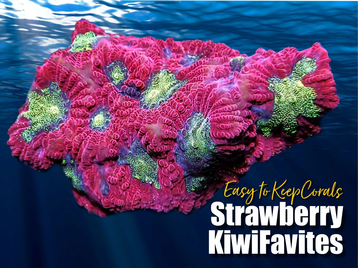 Strawberry Kiwi Favites
