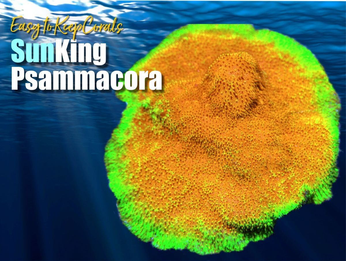 Sun King Psammacora