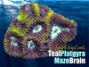 Teal Platygyra Maze Brain