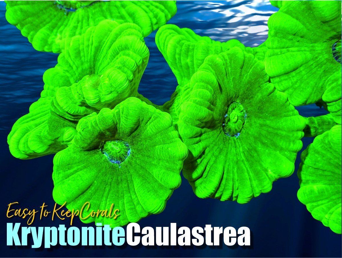 Kryptonite Caulastrea