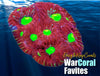 War Coral Favites