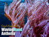 Waving Hand Anthelia