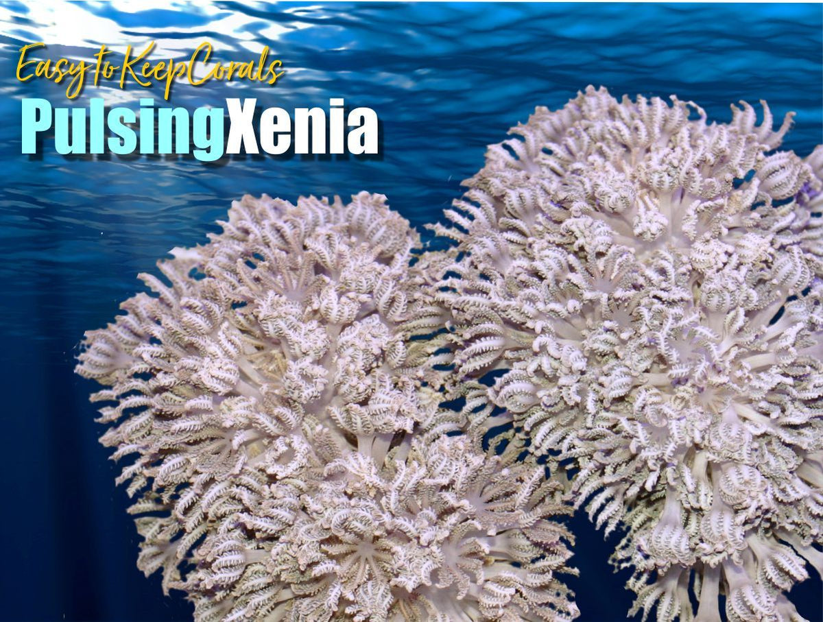xenia coral types