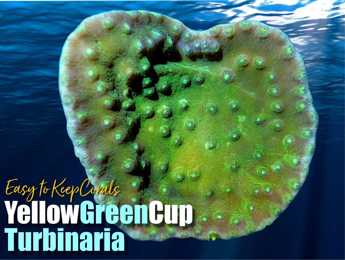 Yellow-Green Cup Turbinaria