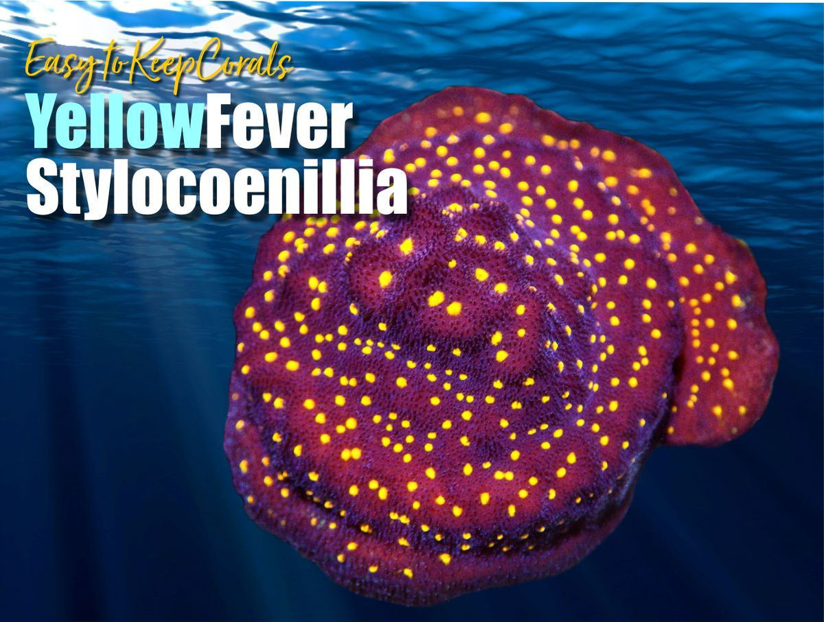 Yellow Fever Stylocoeniella