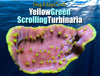 Coral Frag For Sale Yellow Green Scrolling Turbinaria