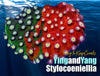 Ying & Yang Stylocoeniellia