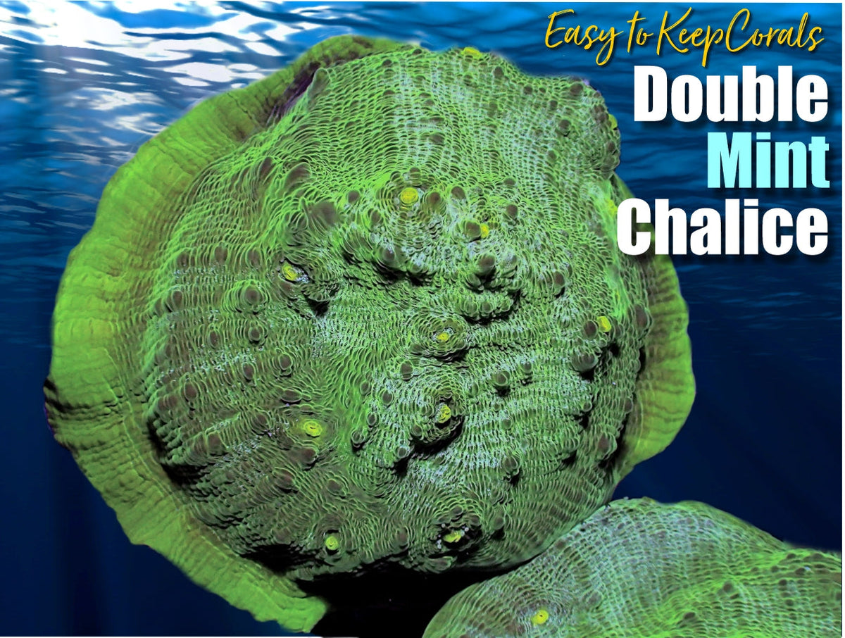 Double Mint Chalice Coral Frag For Sale