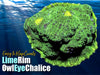 LimeRim Owl Eye Chalice Coral Frag For Sale