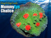 Mummy Eye Chalice Coral Frag For Sale
