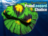 Proud Leopard Chalice Coral Frag For Sale