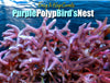 Coral Frag For Sale Purple Polyp Birds Nest