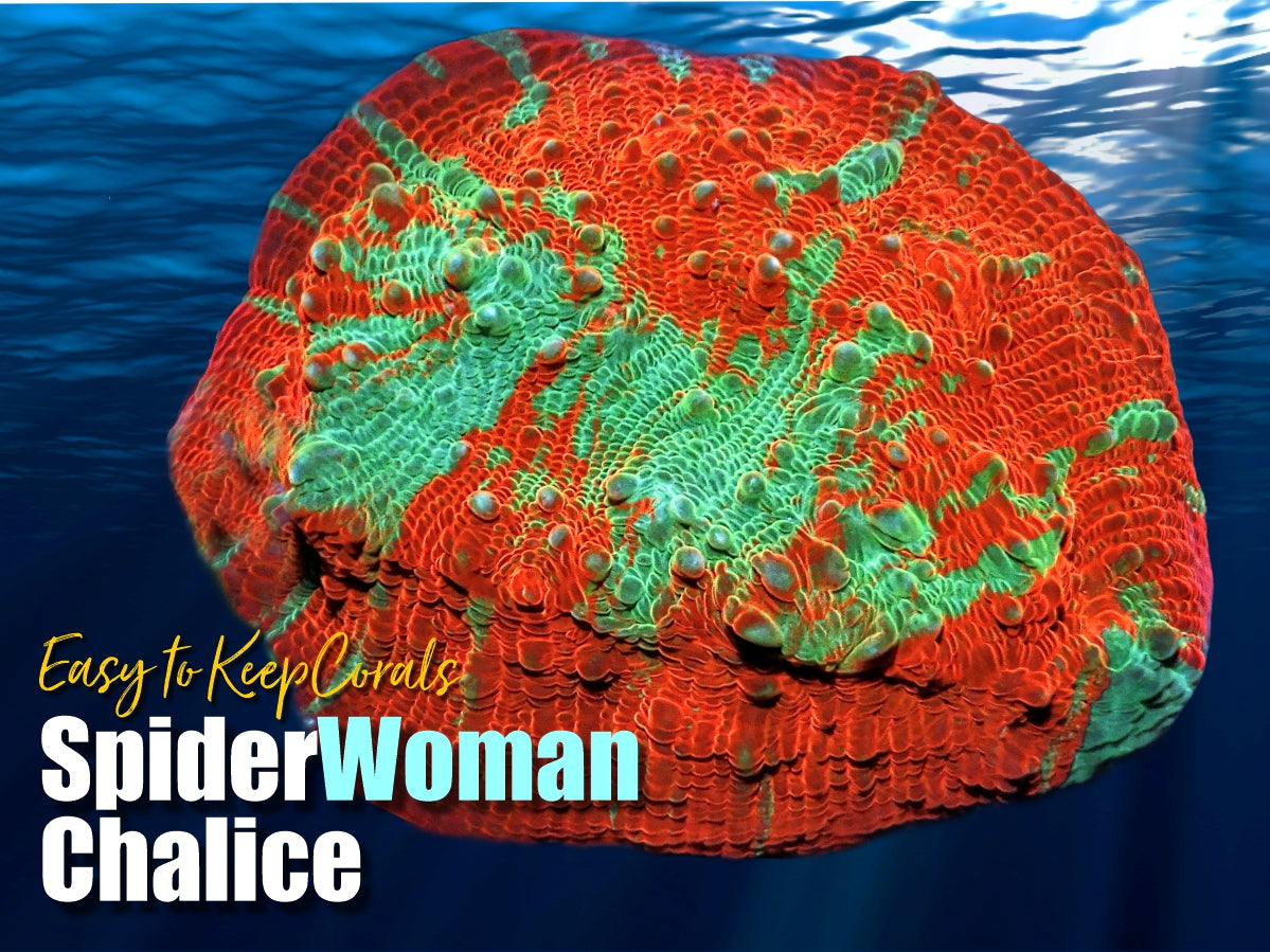 SpiderWoman Chalice Coral Frag For Sale
