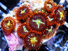 Ruby Red Cat's Eye Zoanthids