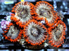 Cinnamon Mocha Zoanthids