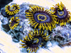 Gold Hornet Zoanthids