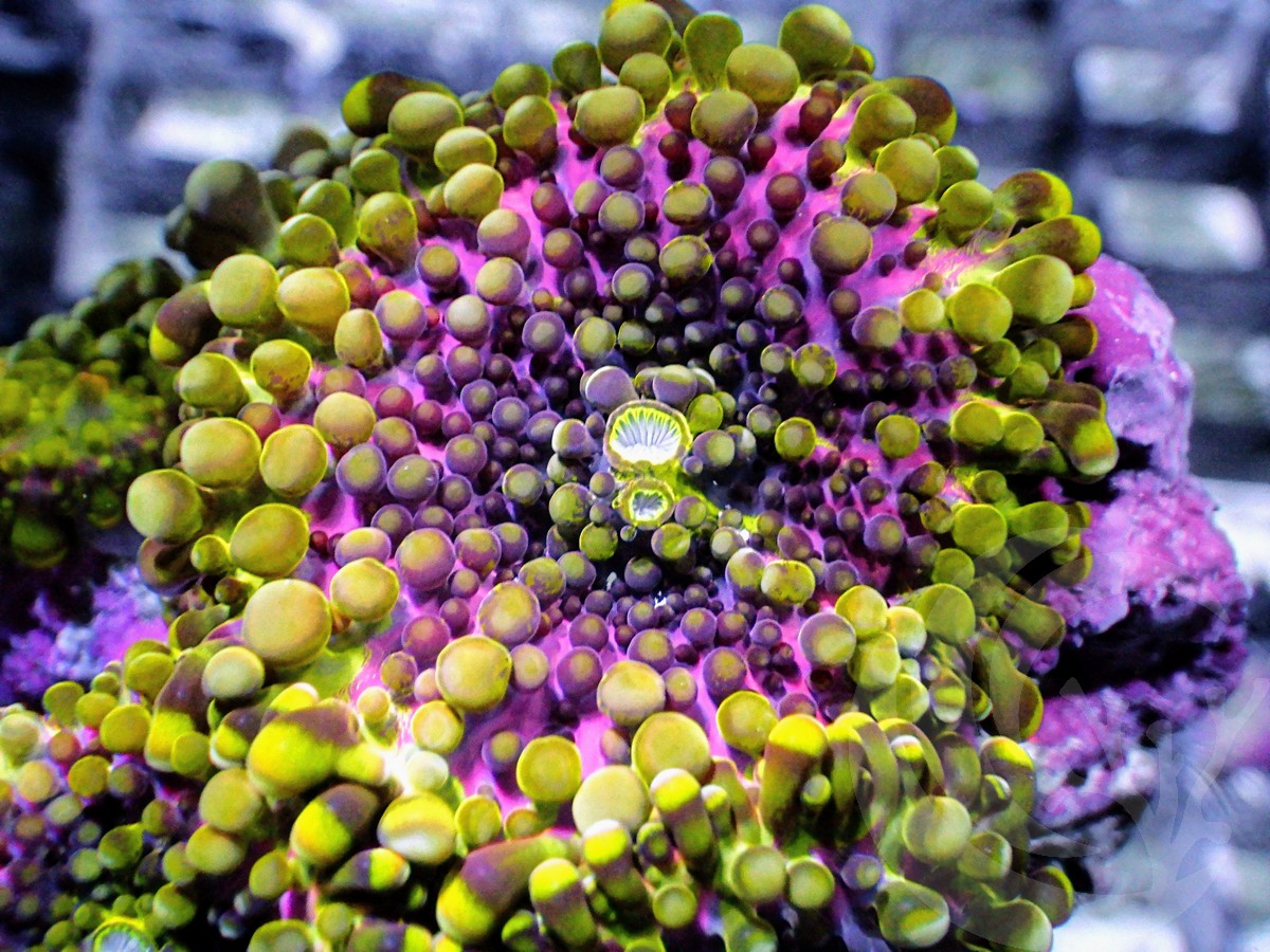 Royal Purple Ricordea yuma