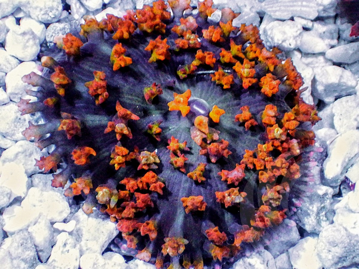 Orange and Black St Thomas Mushroom