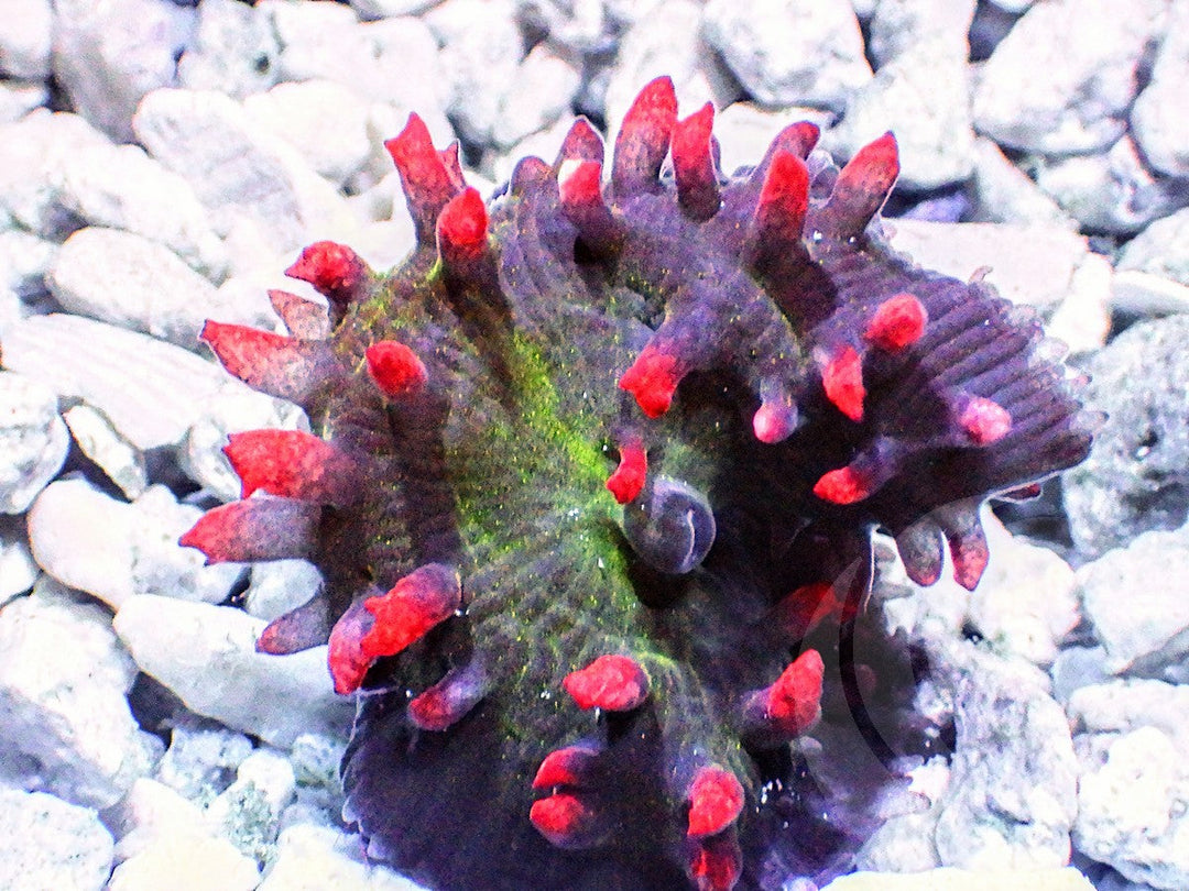 Fire Dipped St Thomas Mushroom