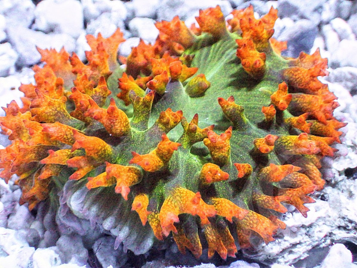 Orange St. Thomas Polyp Mushroom