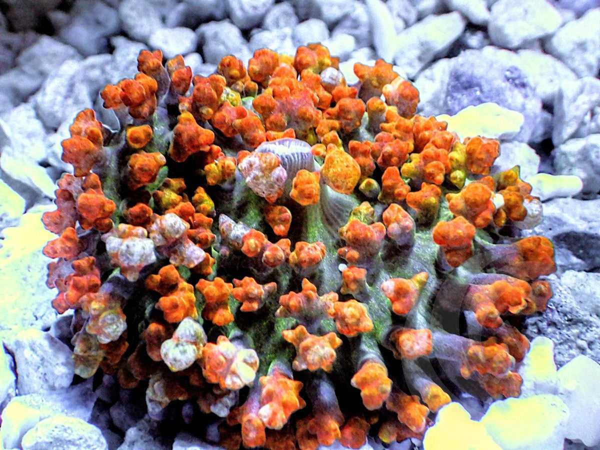 Orange St. Thomas Polyp Mushroom