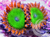 Candy Apple Zoanthids