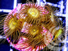 Yellow Polyps