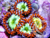 Electric Zoanthids