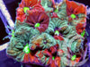 Rainbow War Coral Favites