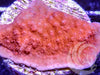 Blood Pool Plating Montipora