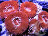 Red Devil Acan lordhowensis