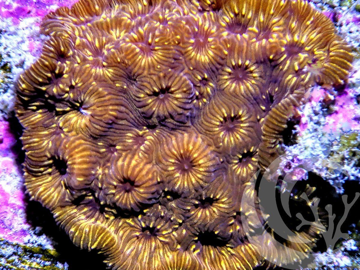 Metallic Orange Pavona maldivensis