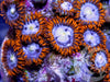 Fire and Ice Zoanthids