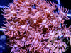 Pink-Red Goniopora