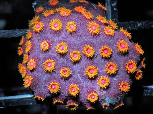 Bling Bling Cyphastrea