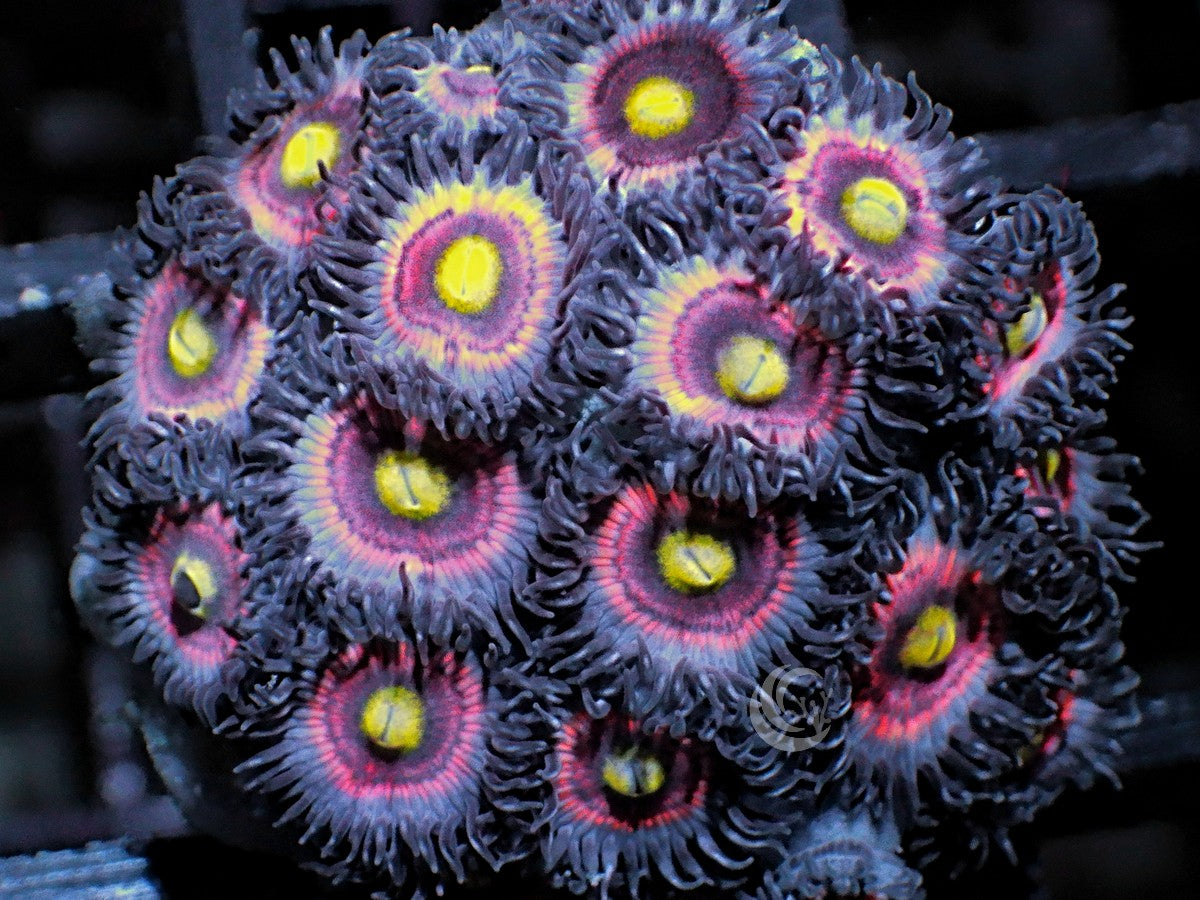 Pink-Red Lace Zoanthids