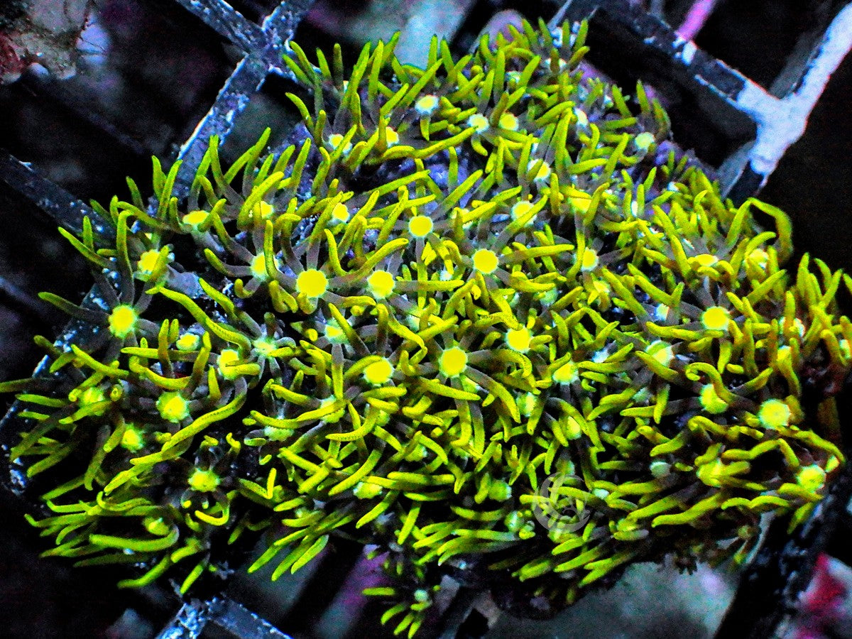 Green Eyed Star Polyps