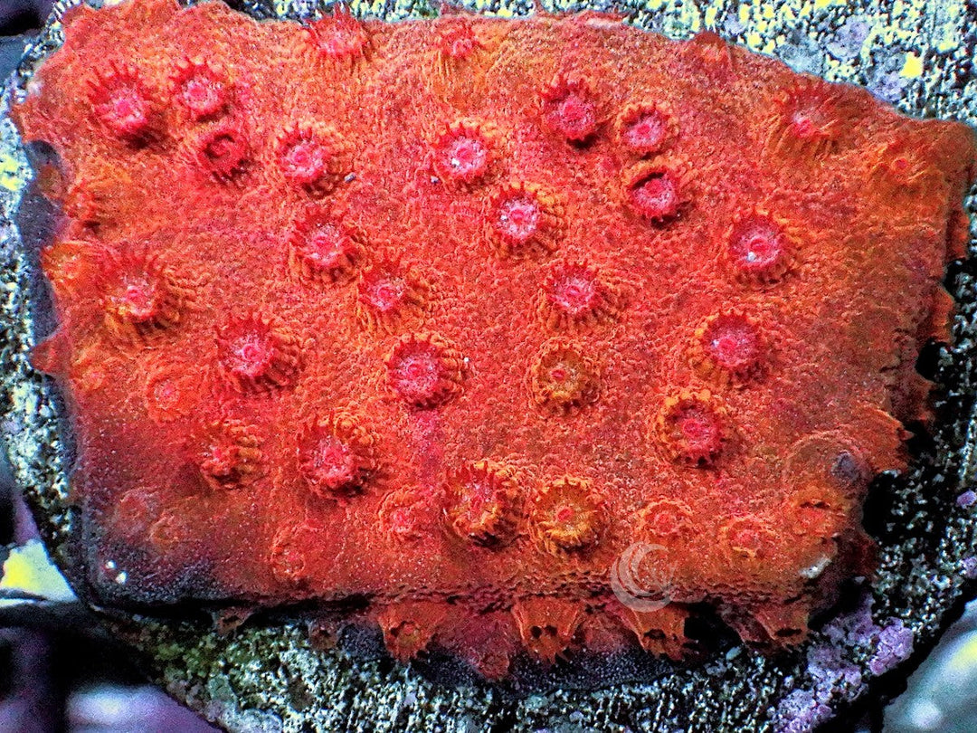 Red Hot Lava Cyphastrea