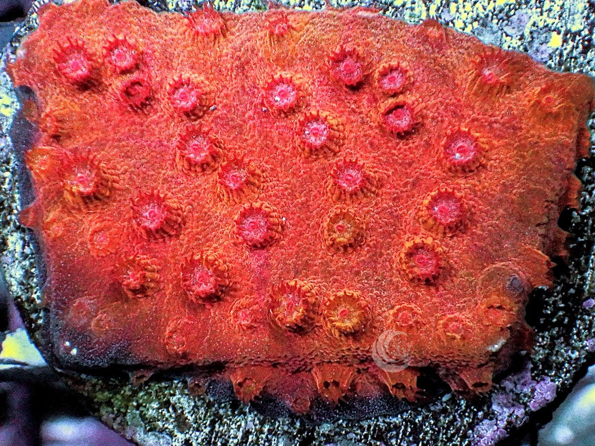 Red Hot Lava Cyphastrea