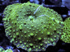 Green Pimples Discosoma Mushroom