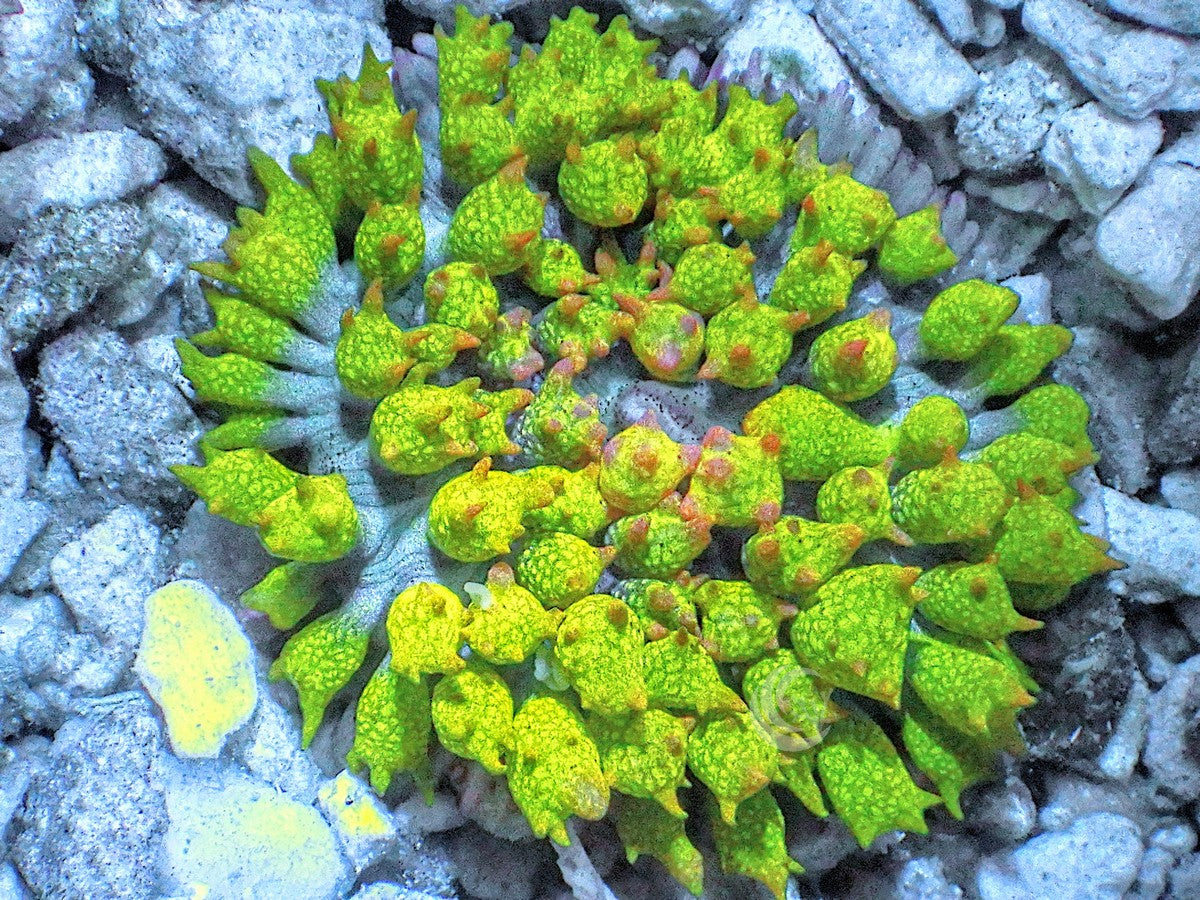 Bright Lime St. Thomas Polyp Mushroom