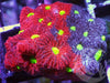 War Coral Favites