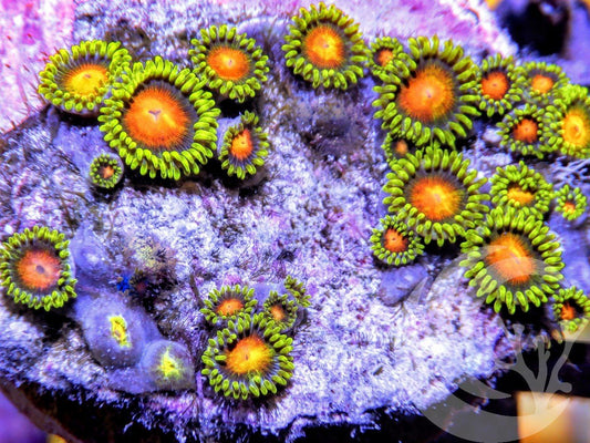 Fire in the Belly Zoanthids