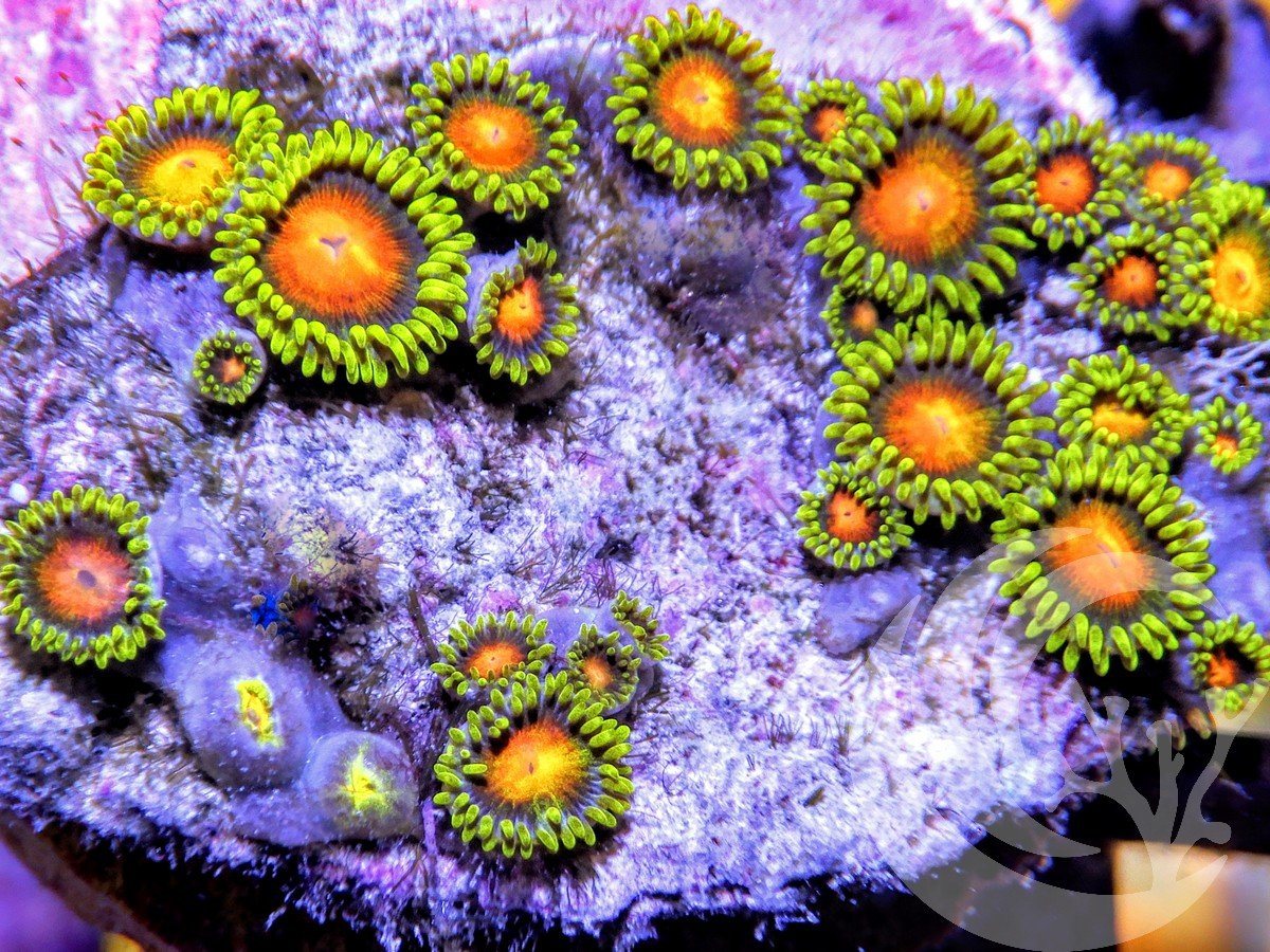 Fire in the Belly Zoanthids