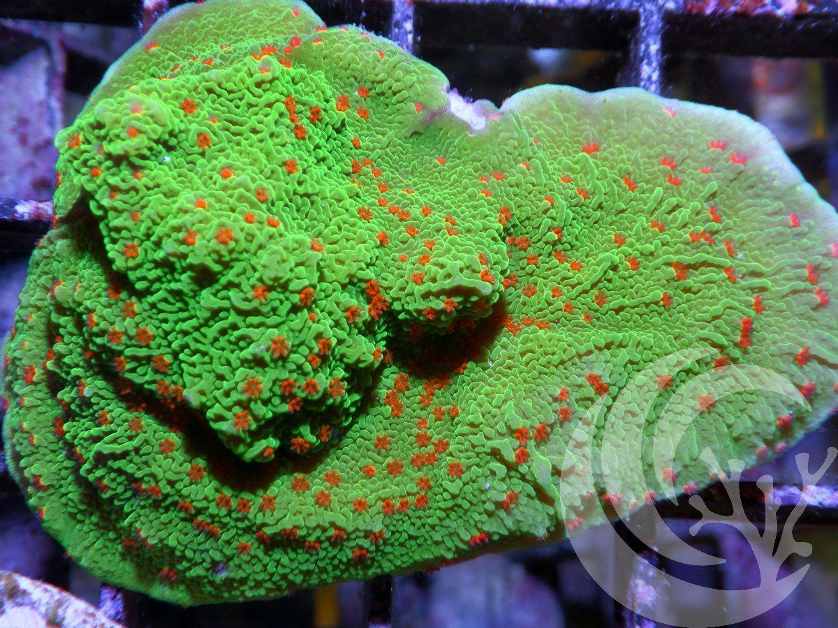 Grinch Plating Montiipora